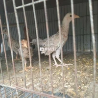 Bày 5 con cú mái lại 1t