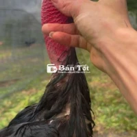 【Đòn Ô Gà Đẹp - Có Clip Chân Đòn Lối Hay - Gà 11 Tháng 2 Mặt Xổ - Giá 3k1】