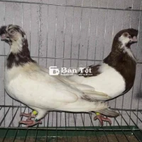 Chú ý: Chim mái bị vấn đề một bên mắt, cần chăm sóc gấp  