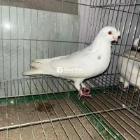 Bồ câu chớp Trung Quốc cặp bảo bối bố mẹ và chim non