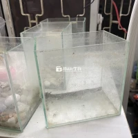Hồ kính nuôi Cá Betta