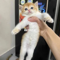 Nhận Giao Mèo Golden Thuần Chủng