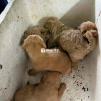 Chó Poodle Lai - Poodle Lai Thuần Chủng x F1 - Nhà Đẻ  