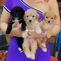 Bé Poodle Siêu Đáng Yêu Nhà Đẻ Đã Được Tiêm Ngừa - Giá Cả Có Thương Lượng Nhé Cả Nhà (09.04x88x51x06)