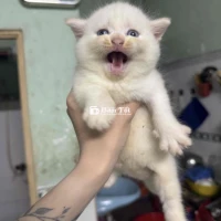 Cần Tìm Nhà Cho 2 Bé Mèo Anh Lông Ngắn  