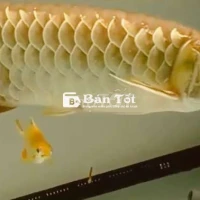 Bối 24k U55 Body Đuôi Càng Bay - Mắt Môi Chuẩn Đẹp