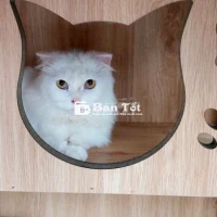 Chuyển nhượng mèo lông dài và chuồng mèo đầy đủ tiện nghi