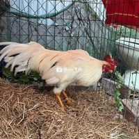 Gà Nòi Tơ 050525 - Bổi Hiện 2,8 Ký, Chạng 3 Ký, Chưa Cự, Gáy 5 Tiếng  