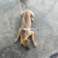 Bán chó phú quốc giống cái lưỡi đốm