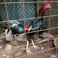 Gà Đòn Thái Siêu Lối - Chân Mỏ Mau - Có Video
