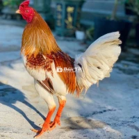 Bướm 1k450 - Bướm tay tốt chơi liền, ae cần ib ngay!  
