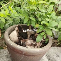 Tắc Thái Giá 150k - Quận 9, Cần Bán Gấp!