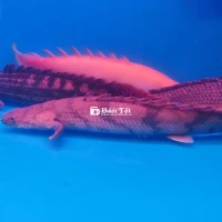 Thanh lý Cửu Sừng Hoàng Đế size 20+  