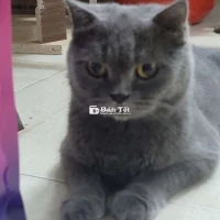 Cần tìm gia đình yêu thương cho mèo Anh lông ngắn 3 tuổi
