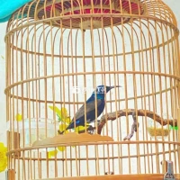 hút mật họng đen chim đẹp
