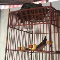 má trắng nui gần xong lông