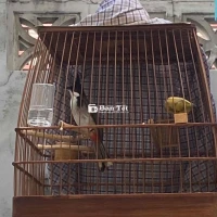 thanh lý chim bổi hơn 2 tháng lồng có thái độ