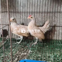 Gà Vảy Cá Vàng  