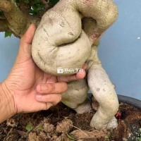 Bonsai Giấy Mỹ Đẹp - Phong Cách Tối Giản Sang Trọng  