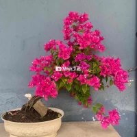 Hoa giấy giá mềm
