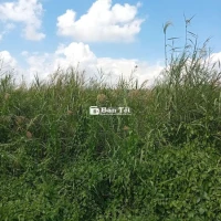 Cỏ lau cho gia súc