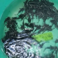 Hồng Vỹ Mỏ Vịt mini Size 4-5cm
