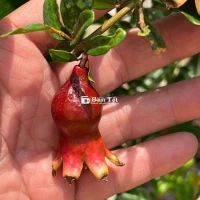 Lựu Ấn Độ - Cây Đang Sẵn Trái, Chuẩn Giống, Anh Em Yên Tâm!  