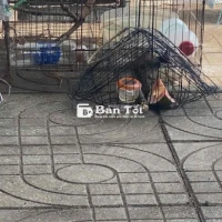 Tiêu đề: Còn ít bổi lông xấu cho ae thả avi  