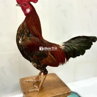 Mau lẹ ae Vàng lá 1k370 đá liền tay cục  