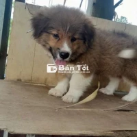 Bán Chó Xù Bắc Hà Tứ Túc Mai Hoa Đẹp Xuất Sắc  