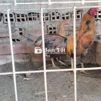 Gà Trống Giống Chất Lượng Cao