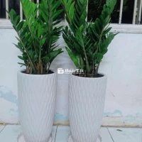 Sale cặp kim tiền kèm chậu sứ y hình