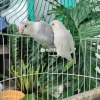 Cặp Lovebird Pied Violet Sinh Sản