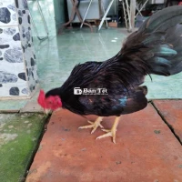 Gà Tre Bắc Nhuộm Đen - Cho Anh Em Đam Mê Gà Cảnh  