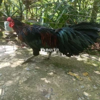 GÀ TƠ MÀU ĐẸP CỠ 3KG. BÁN GIÁ 2TR  