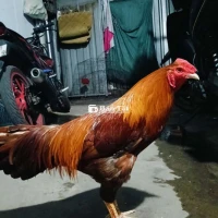 Bán Gà Trạng & Gà Khét