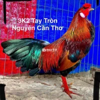 Điều Tích Bạc 3K2 Tay Ok Gà Cựa Nính  