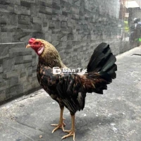 Cần bán Gà Cuban Giáp