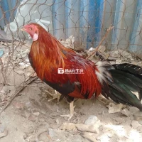 Bán cặp gà trống mái