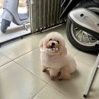 Cho nhận nuôi chó Poodle Mini siêu nhỏ