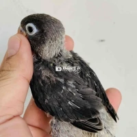 vẹt LOVEBIRD CÓ VIỀN