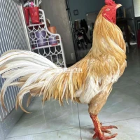 Gà Khét Vàng Ức Bông Trạng 3K Hiện 2K8 - Lông Đủ Tầm 85-90%  