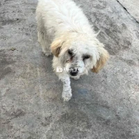 Cần Bán 2 Chó Poodle Đực  