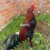 Gà 3K lông mới, tay tốt, xổ giỏi