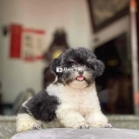 Chó Poodle Cái 8tháng Bò Sữa Tyni 2kg Thuần Chủng