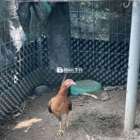 Gà Má Tre Lai Cần Bảo Tổn 3 Má Tre - Đặt Hàng Ngay!