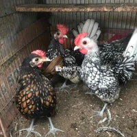 Cần Share Vài Con Gà VC Lớn Hơn 4 Tháng