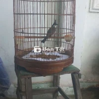 Chim Chào Mào Mới Bẫy Được Vài Ngày  
