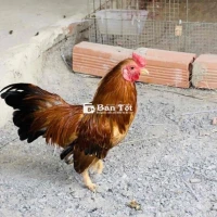 Thanh lý nốt gà tre Bắc Gà tơ 4,3 lạng