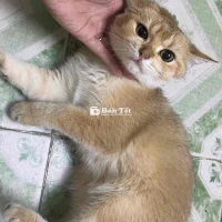 Mèo Golden Bé 4,5 Tháng Tuổi Đáng Yêu Cần Tìm Chủ Mới
